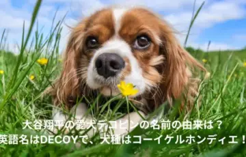 大谷翔平　愛犬　名前