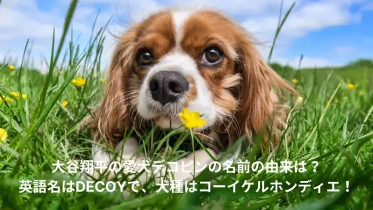 大谷翔平　愛犬　名前