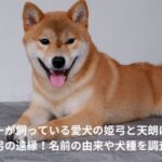 イチロー　愛犬