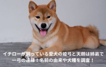 イチロー　愛犬