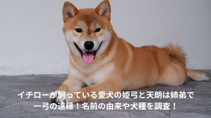 イチロー　愛犬